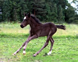 jumper Vancouver (German Riding Pony, 2017, from Van Heinrich)