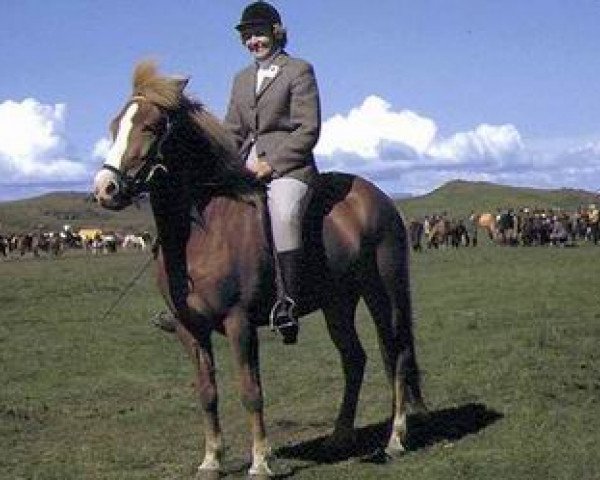 Zuchtstute Flugsvinn frá Hvanneyri (Islandpferd, 1964, von Hreggviður frá Hvanneyri)
