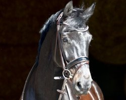 dressage horse Danny Cool 6 (Oldenburg, 2007, from Daddy Cool)