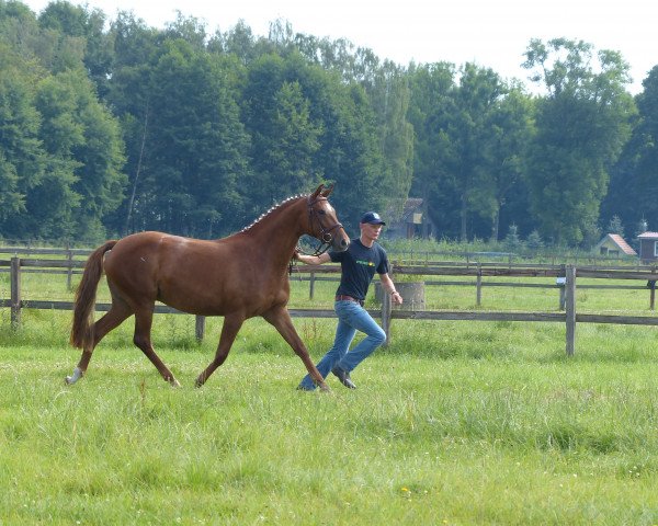 broodmare Dree Boeken's Victoria II (Hanoverian, 2010, from Vulkano FRH)