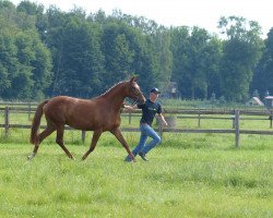 broodmare Dree Boeken's Victoria II (Hanoverian, 2010, from Vulkano FRH)