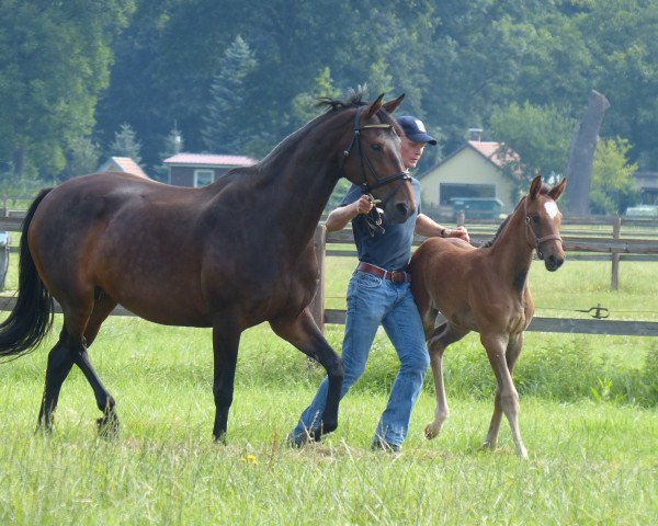 broodmare Dree Boeken's Vulkanos Roeschen (Hanoverian, 2007, from Vulkano FRH)