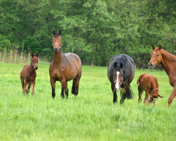 broodmare Goldmädel (Hanoverian, 2010, from Goldfever II)