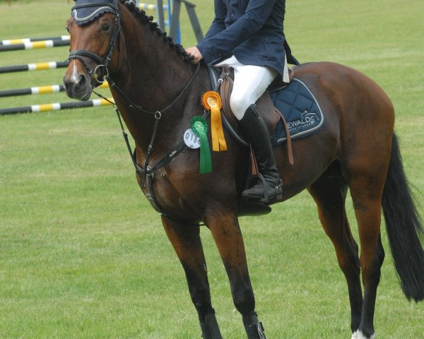 stallion Dree Boeken's Vistano (German Sport Horse, 2010, from Vulkano FRH)