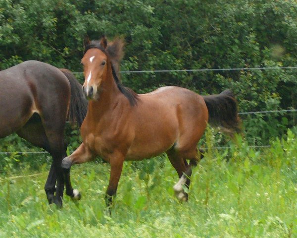 horse On my mind (German Riding Pony, 2016, from Grenzhoehes Olivier K WE)