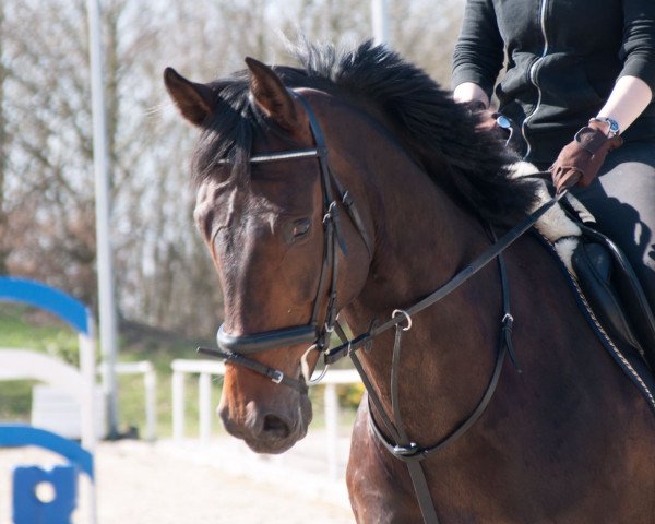 jumper Zoorina (Westphalian, 2011, from Zorro T)