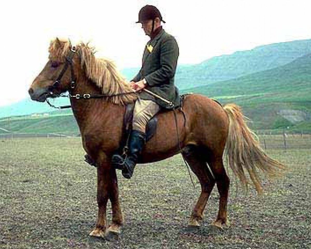Stallion Feykir frá Árnanesi (Icelandic Horse, 1971, from Hrafn frá Árnanesi)