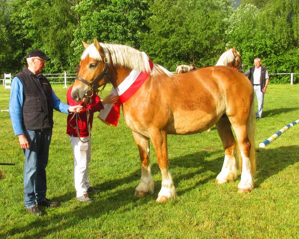 Zuchtstute Antonia (Westfale, 2014, von Antonio 2262)