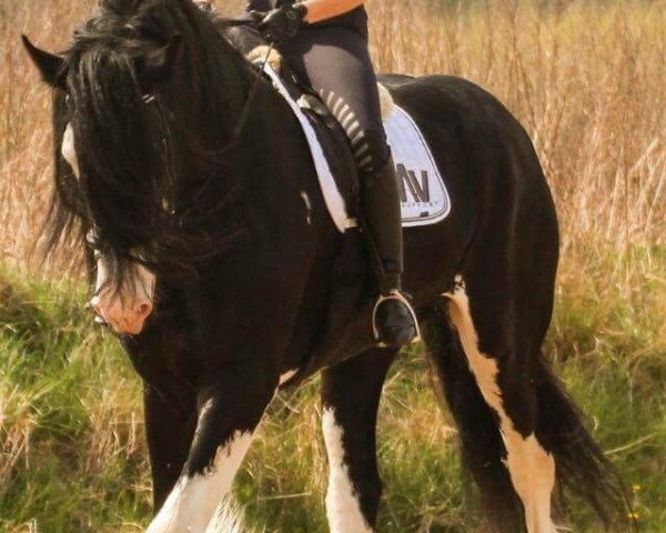 Deckhengst William (Shire,  , von Bickers Court Oscar)