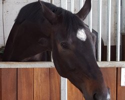 dressage horse Rosenprinz 17 (Austrian Warmblood, 2010, from Rosengold)