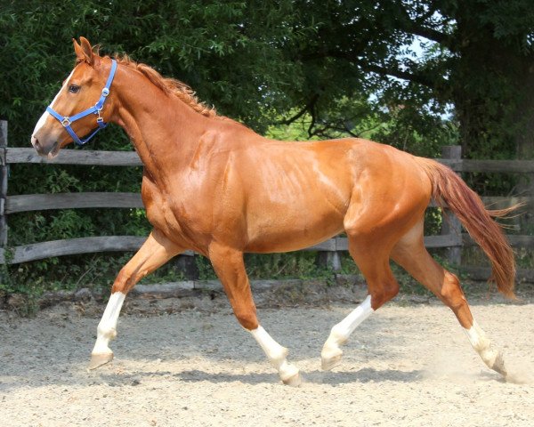 horse Judgement (KWPN (Royal Dutch Sporthorse), 1991, from Marius Claudius)