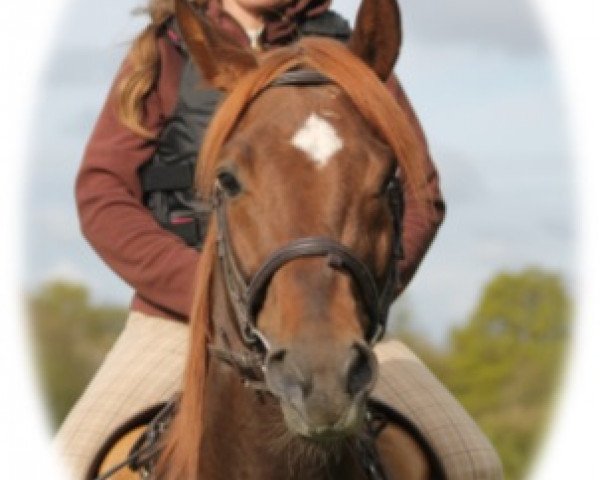 Springpferd Avalon FSF (Trakehner, 2009, von Lichtblick TSF)