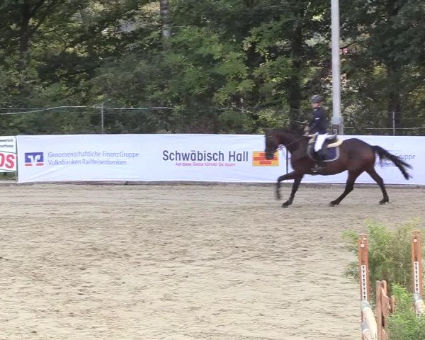 Reitturnier Buchenhof-Ibbenbüren 2018