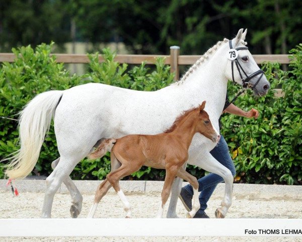 jumper Poker Face 17 (German Riding Pony, 2017, from Pinocchio S.w.) jumper Poker Face 17 (German Riding Pony, 2017, from Pinocchio S.w.)
