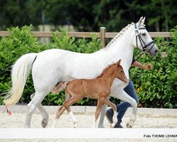 jumper Poker Face 17 (German Riding Pony, 2017, from Pinocchio S.w.)