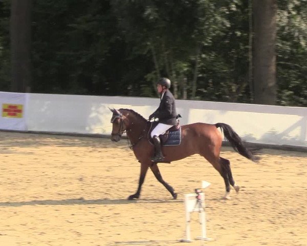 Reitturnier Buchenhof-Ibbenbüren 2018
