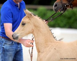 broodmare Chic Socks (Westphalian, 2017, from FS Champion de Luxe)