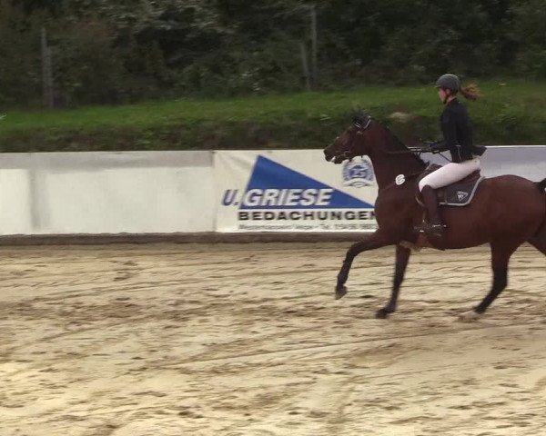 Reitturnier Buchenhof-Ibbenbüren 2018