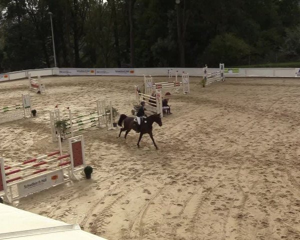 Reitturnier Buchenhof-Ibbenbüren 2018