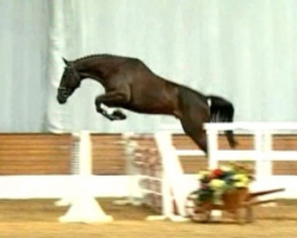 horse Floyd For Fun (Hanoverian, 2003, from For Feeling)