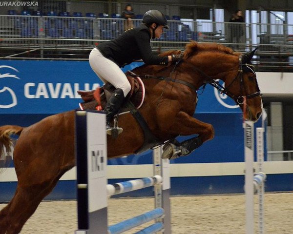horse Lajero KG (German Sport Horse, 2006, from Cajero)