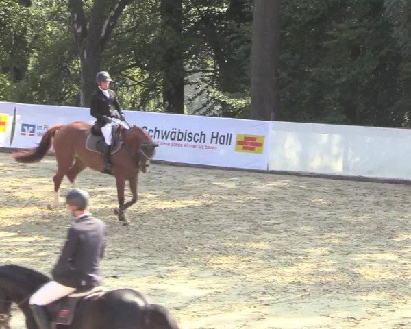 Reitturnier Buchenhof-Ibbenbüren 2018