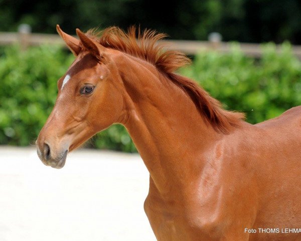 horse Fine (Westphalian, 2017, from For Final)