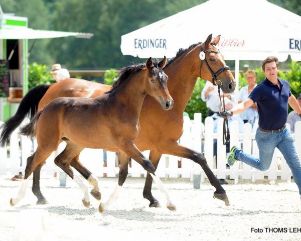 broodmare Fee (Westphalian, 2017, from For Final)