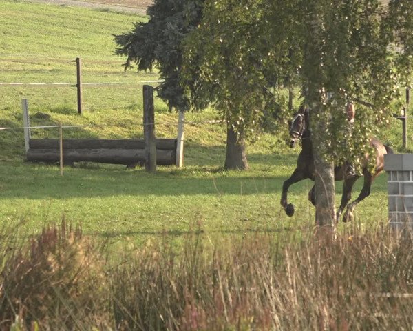 Springkonkurrenz Aadorf 2018