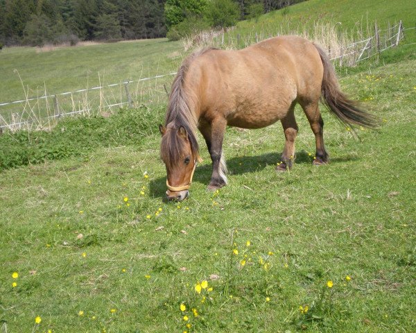 broodmare Abteil (Shetland Pony,  , from Alf A 211)