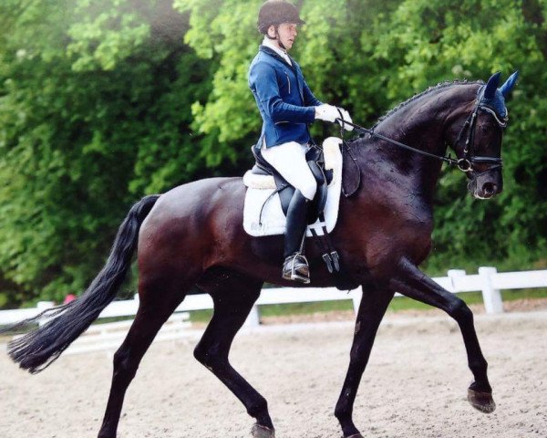 dressage horse Show Me Heaven 2 (Hanoverian, 2008, from San Remo)