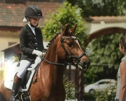 Dressurpferd Halloween (Deutsches Reitpony, 2005, von Wimbledon)