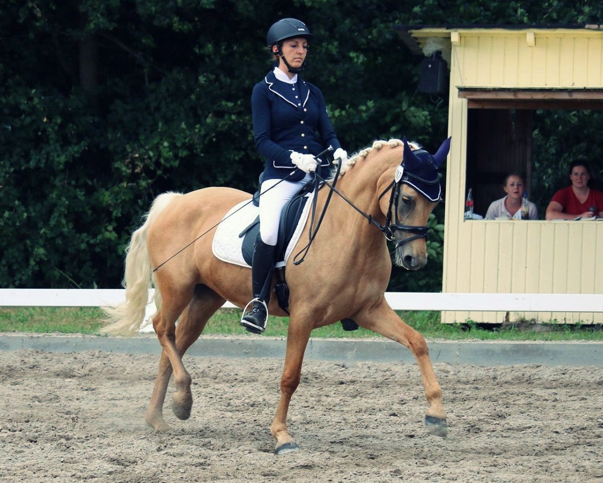 Fattrice Express Culzean Bay (Pony da Sella Tedesco, 2010, di FS Golden Highlight)