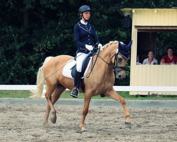 broodmare Express Culzean Bay (German Riding Pony, 2010, from FS Golden Highlight)