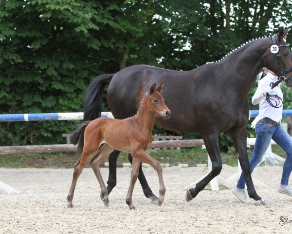 horse Escobar GL (Westphalian, 2017, from Escolar)