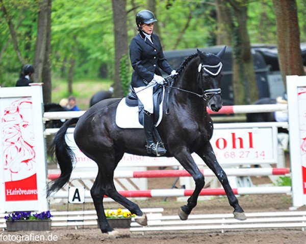 Pferd Agribaldi (Trakehner, 2012, von All Inclusive)