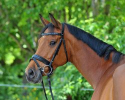 broodmare Clarima 2 (Holsteiner, 2009, from Clarimo Ask)