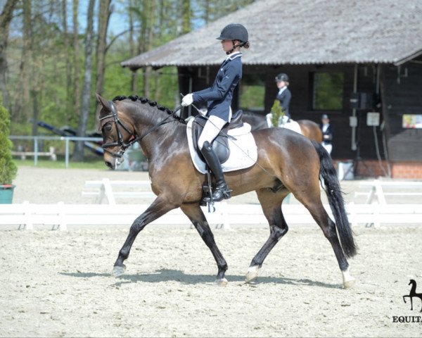 dressage horse Prinz Heinrich 6 (German Riding Pony, 2011, from Halifax)