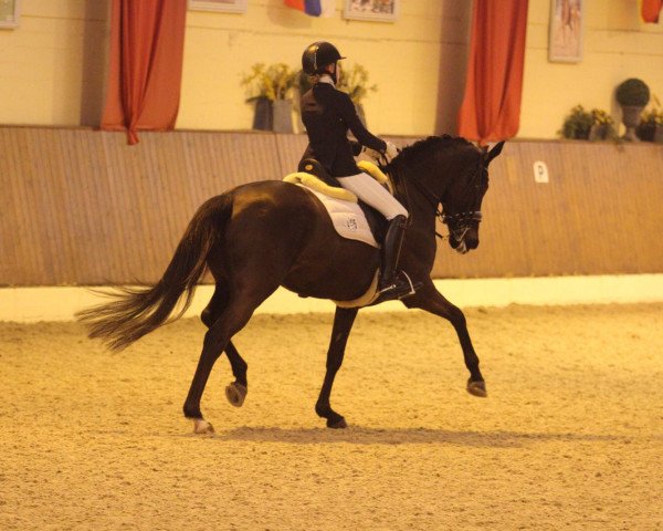 dressage horse L'esperanza 3 (Hanoverian, 2006, from Lauries Crusador xx) dressage horse L'esperanza 3 (Hanoverian, 2006, from Lauries Crusador xx)