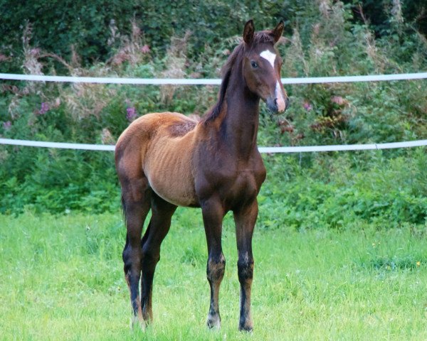 horse Diva la Rose (Finnish Warmblood, 2016, from Don Frederic 3)