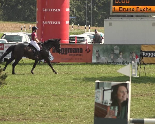 Springkonkurrenz Aadorf 2018