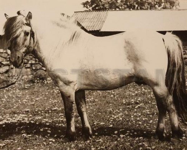 stallion Klappre 77 (Fjord Horse, 1973, from Napping)