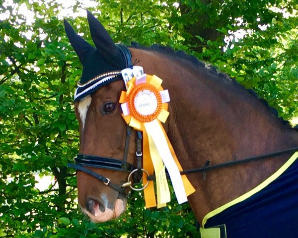 dressage horse Pik Peridot (Westphalian, 2002, from Picadeur)