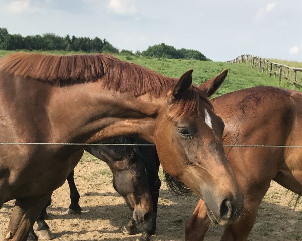 Pferd Fortuna von Nymphenburg (Westfale, 2015, von Fürst Nymphenburg II)