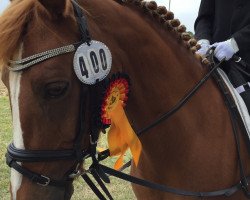 broodmare Hanna Montana (German Riding Pony, 2005, from Hightrick)