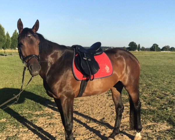 horse Amezing Dream (Austrian Warmblood, 2012, from Caretano Z)