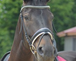 Dressage horse Rouge EHK (Rheinländer, 2004, from Rockwell)