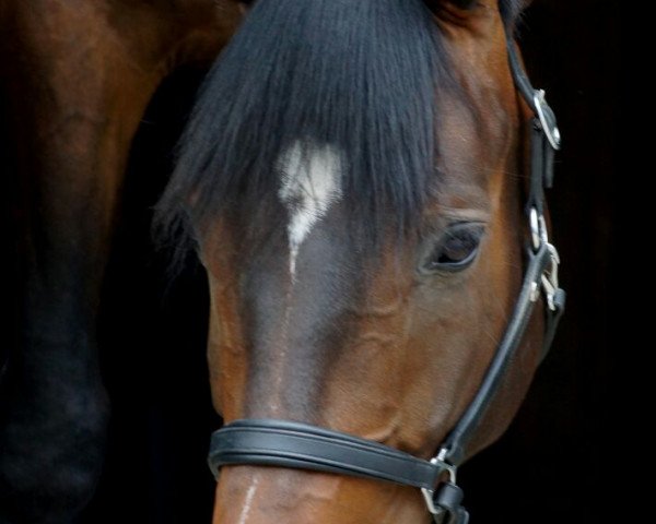 Dressurpferd Dopamin (Oldenburger, 2012, von Don Romantic)