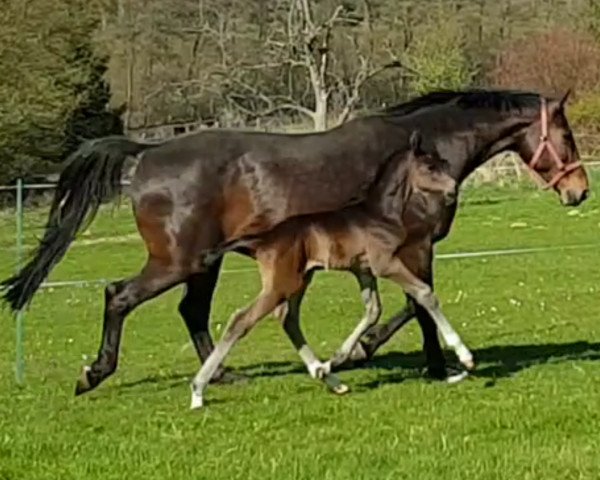 dressage horse Dark Da Vinci K (Westphalian, 2017, from Dark Dressed Man)