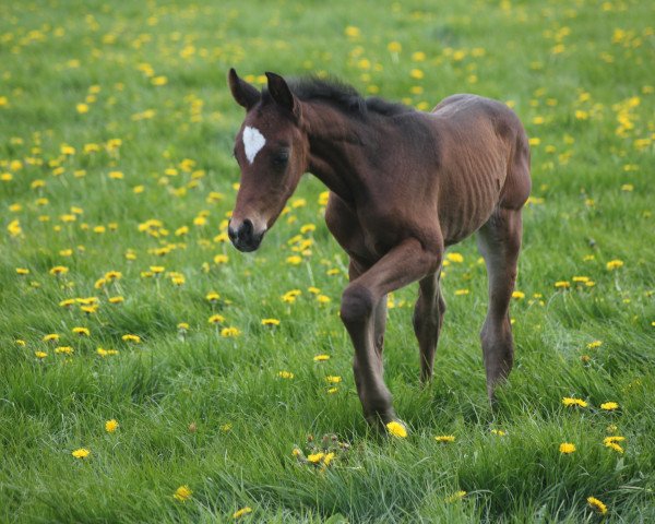 broodmare Anouk (Westphalian, 2017, from A La Carte NRW)